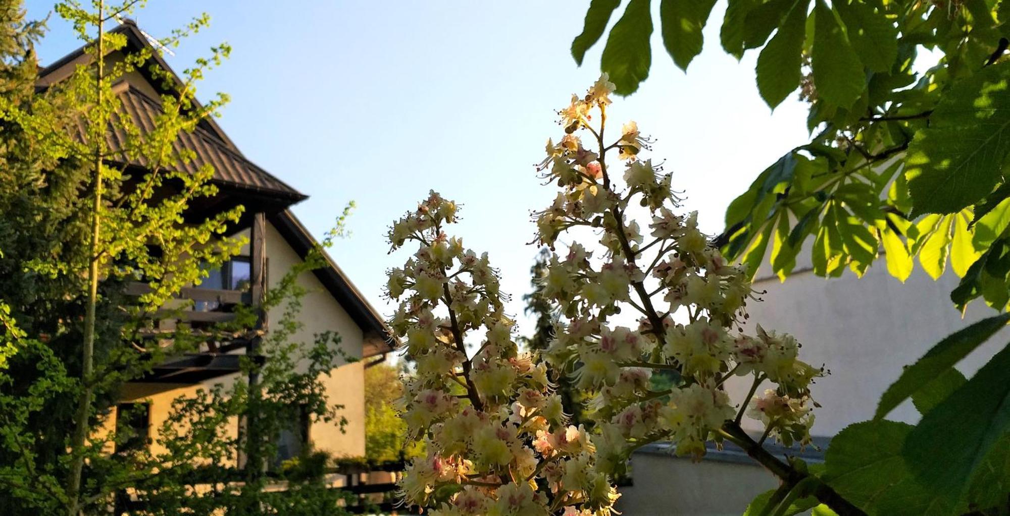 Dom Pod Kasztanami Apartment Kazimierz Dolny Exterior foto